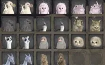 Hogwarts Legacy Only Shiny Beasts