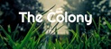 The Colony