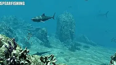 Spearfishing