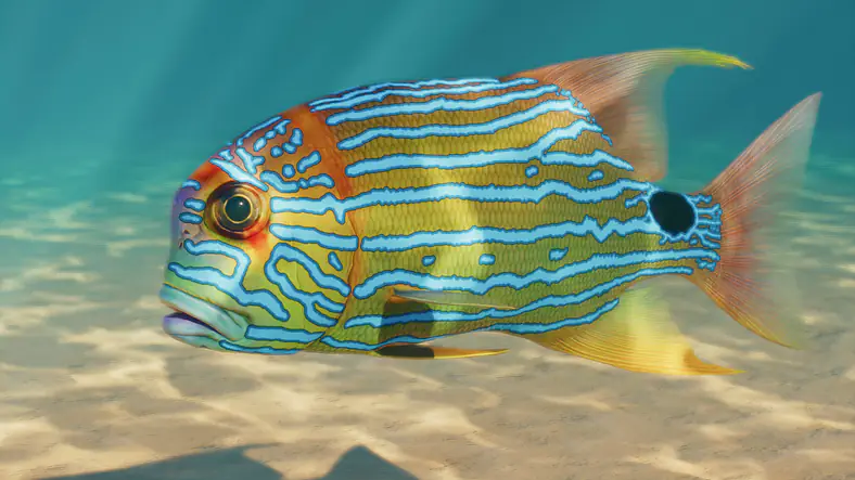 Sailfin Snapper