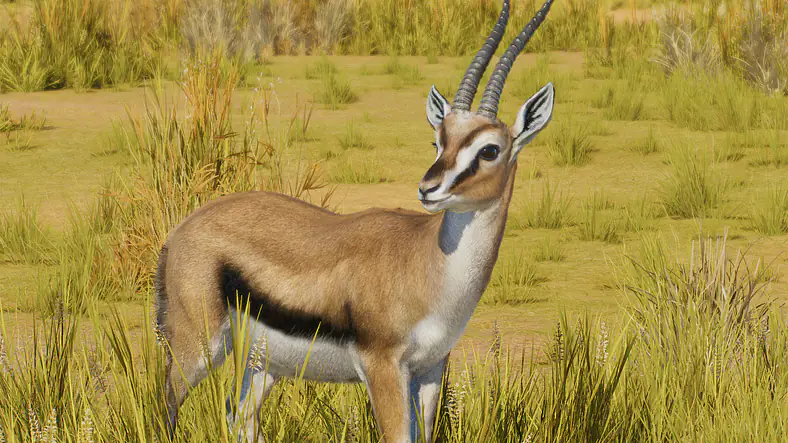 Thomson's Gazelle