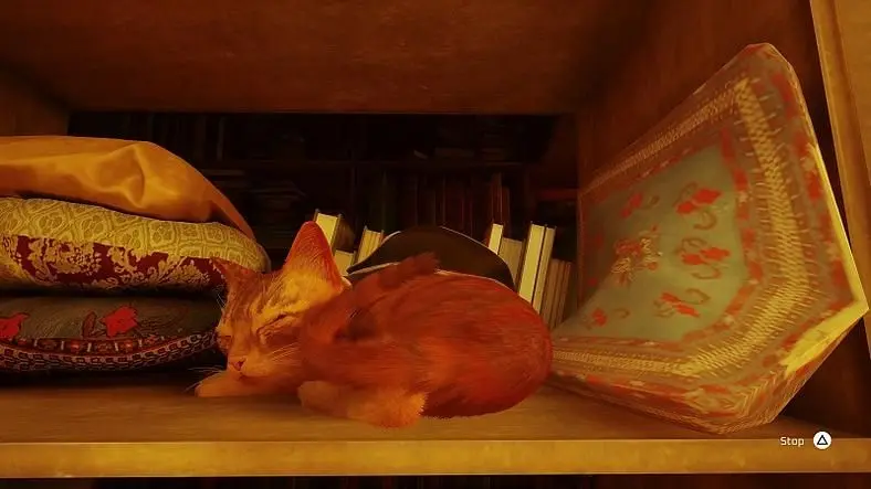 Curiosity Doesn't Always Kill the Cat