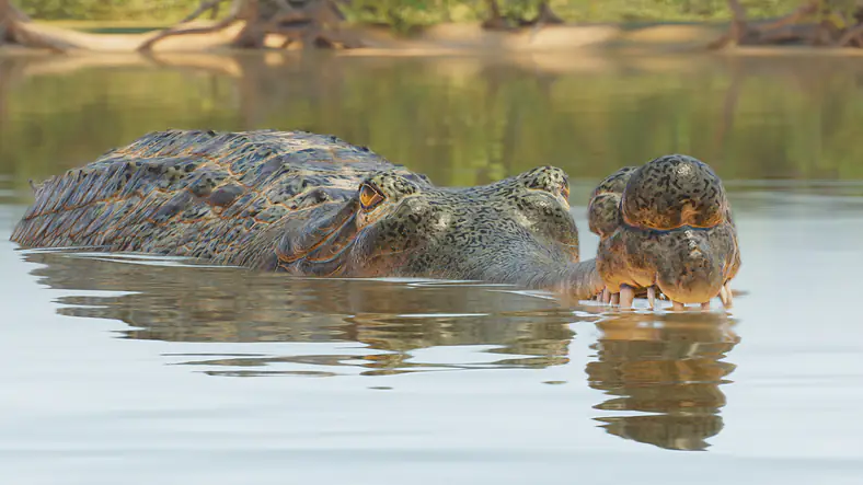 Gharial