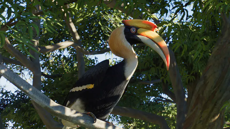 Great Hornbill