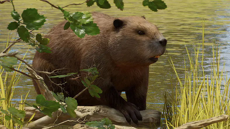 Eurasian Beaver