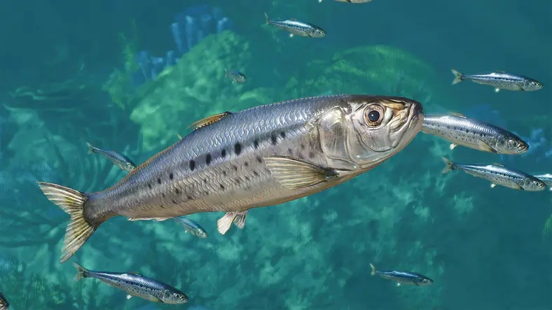 Pacific Sardine