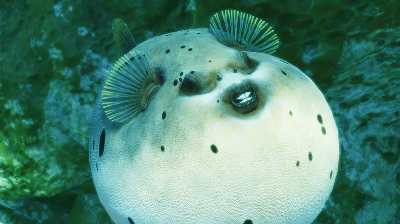 Blackspotted Puffer