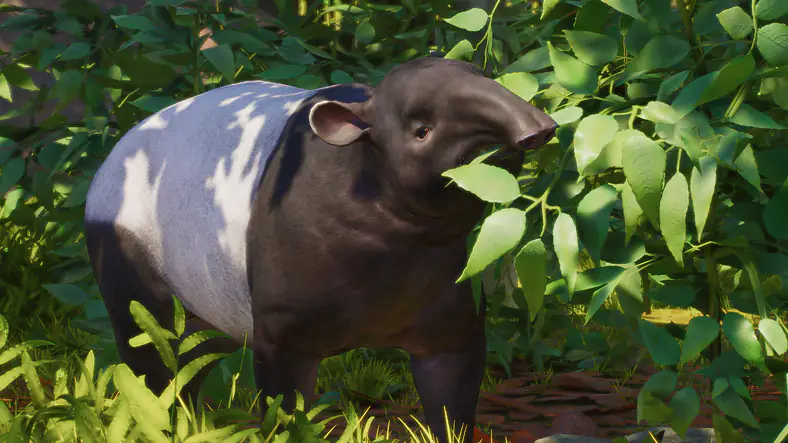 Malayan Tapir
