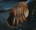 Facehugger