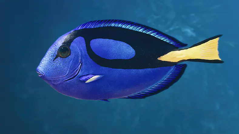 Palette Surgeonfish