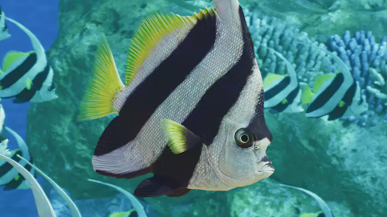 Schooling Bannerfish