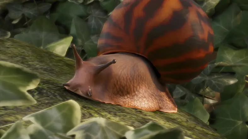 Giant Tiger Land Snail