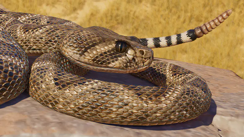 Western Diamondback Rattlesnake