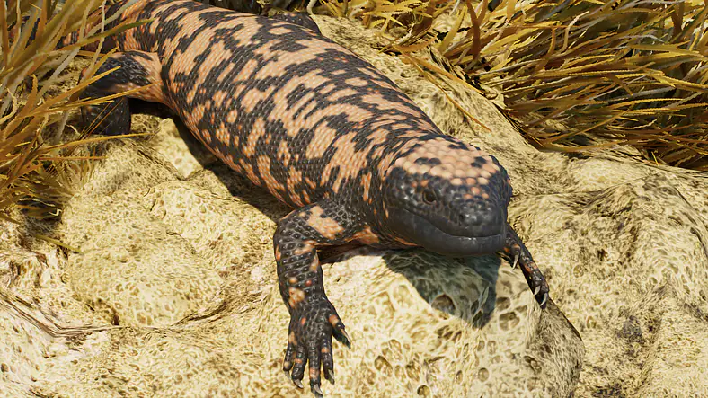 Gila Monster