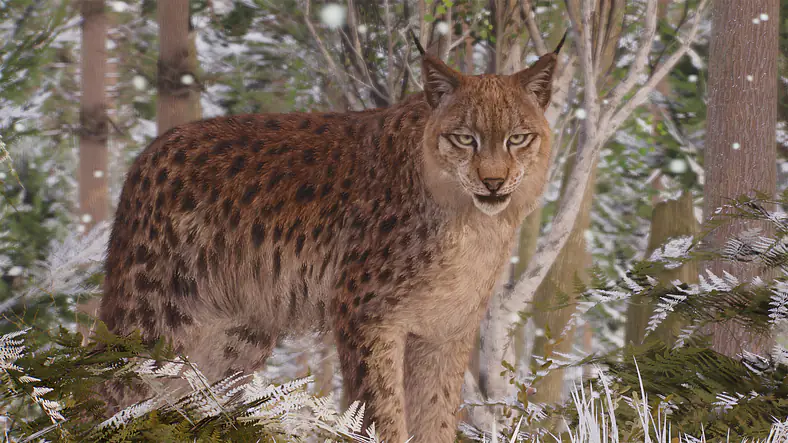 Eurasian Lynx