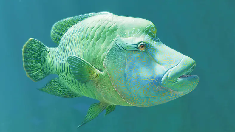 Humphead Wrasse