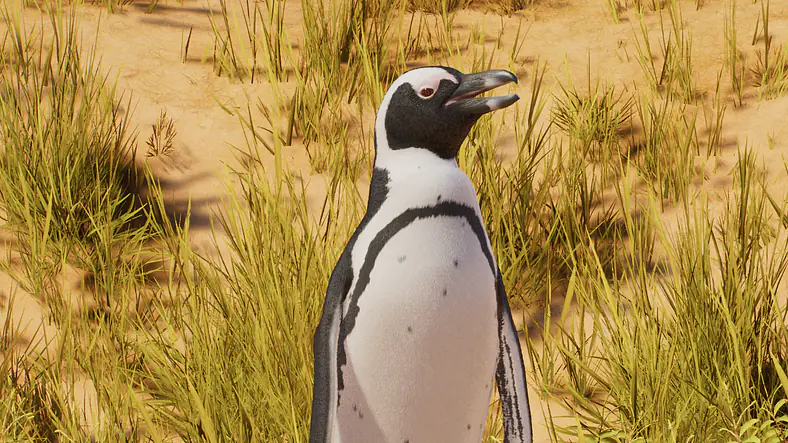 African Penguin