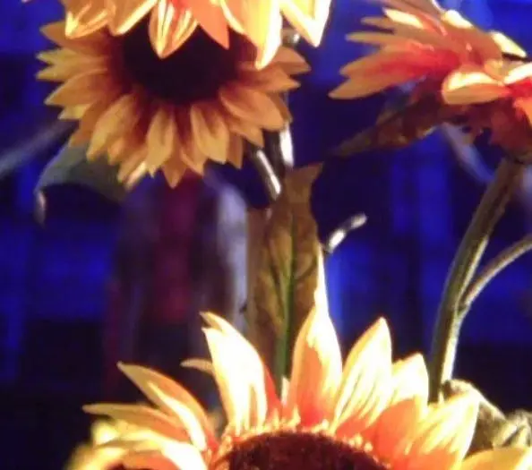 Bethesda teases new game with barbed wire and burning sunflowers