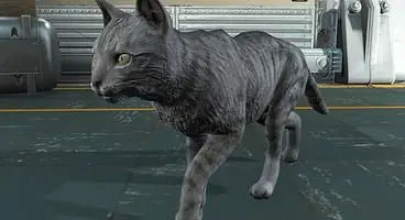 Fallout 76 Cat Location Guide