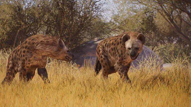 Spotted Hyena