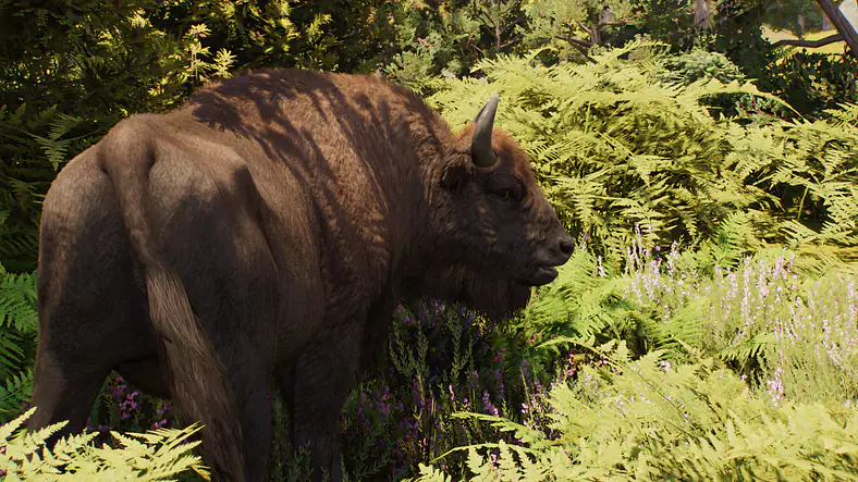European Bison
