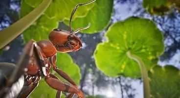 Empire of the Ants Wildlife-packed RTS adventure begins in November