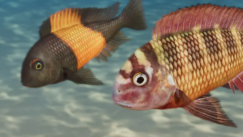 Blunthead Cichlid