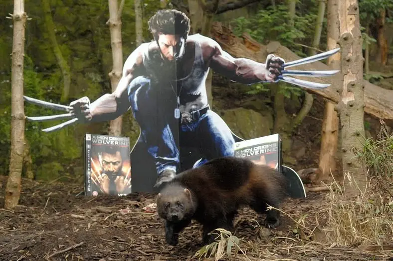 Activision partners with Edinburgh Zoo for bizarre Wolverine Promotional Campaign