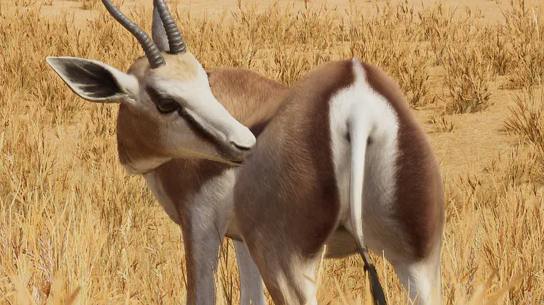 Springbok