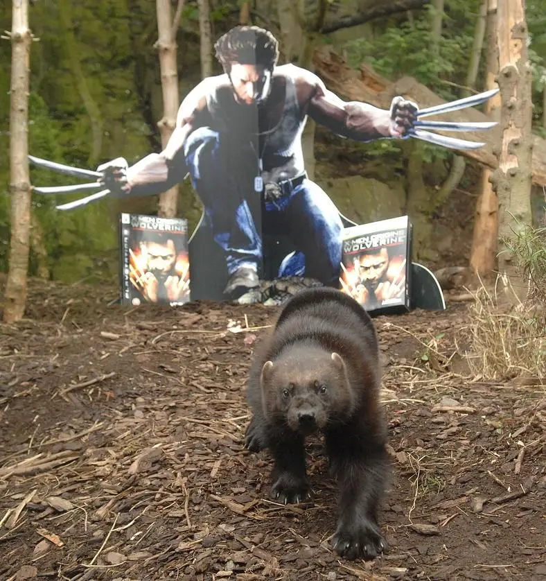 Activision partners with Edinburgh Zoo for bizarre Wolverine Promotional Campaign