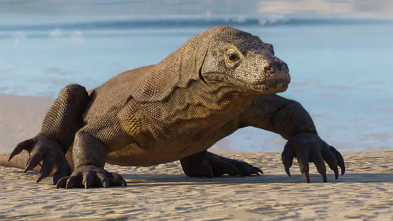 Komodo Dragon