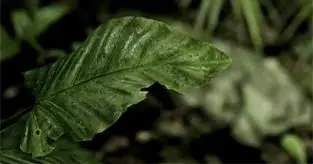 Crytek release new CryEngine 3 tech trailer featuring Crysis 3