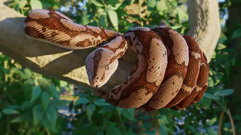 Boa Constrictor