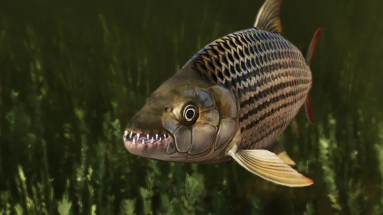 African Tigerfish