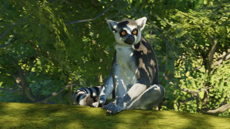 Ring-Tailed Lemur