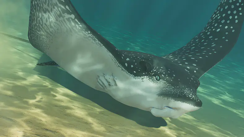 Ocellated Eagle Ray