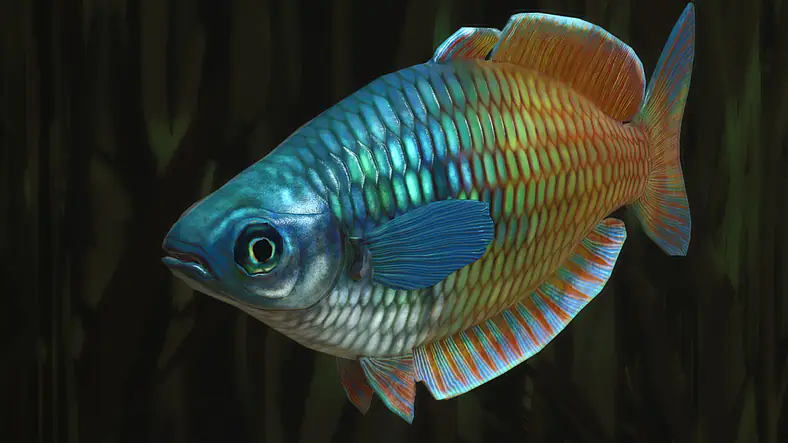 Boeseman's Rainbowfish