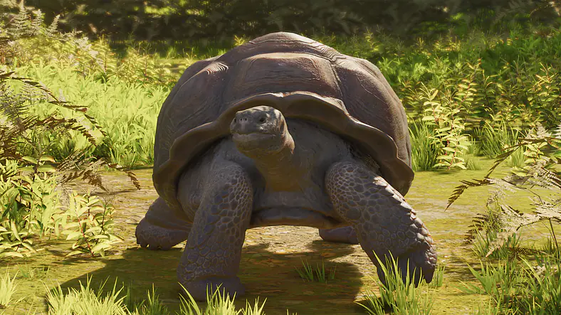 Galápagos Giant Tortoise
