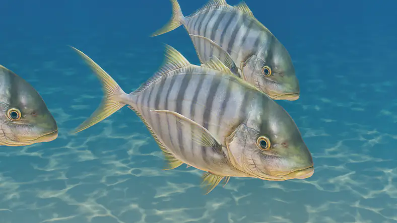 Golden Trevally