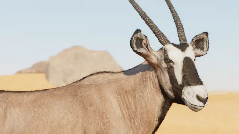 Gemsbok