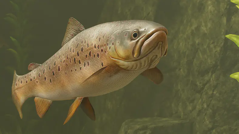 Brown Trout