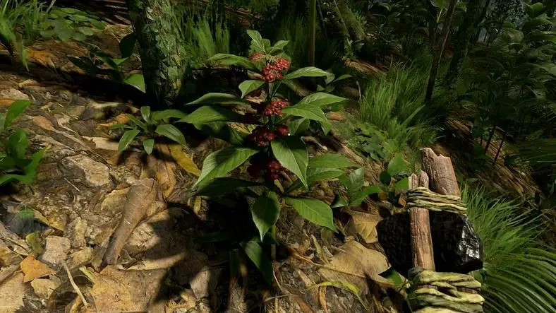 Green Hell Psychotria Location - How to find the plant to make Ayahuasca