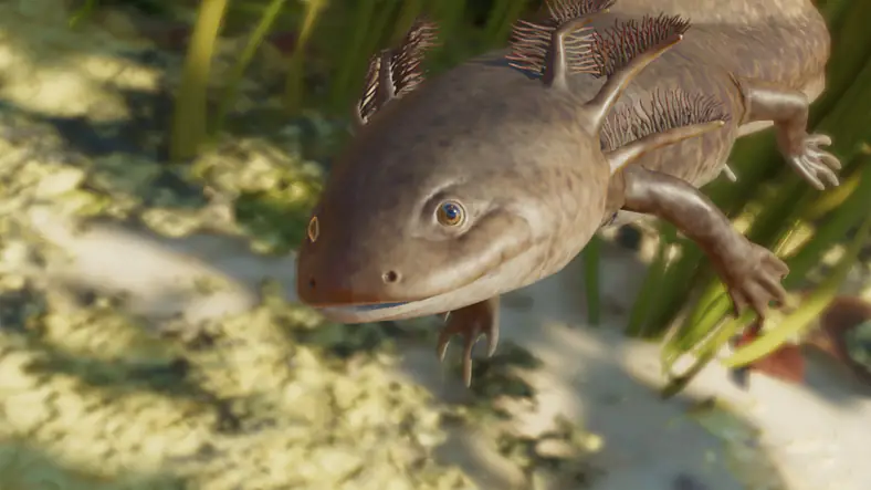 Axolotl