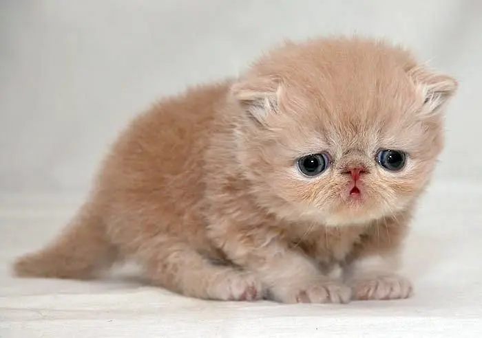 Reverb apologizes for PR stunt involving euthanising kittens