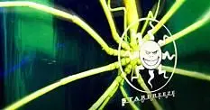 Project RedLime "requires an expansion", reveals Starbreeze