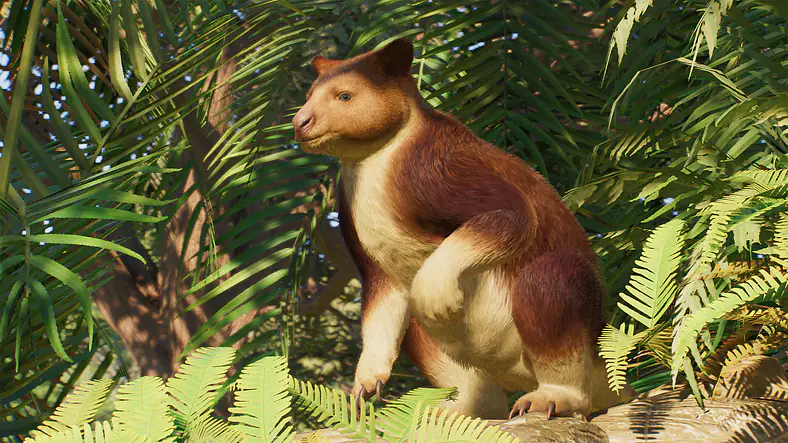 Goodfellow's Tree-Kangaroo