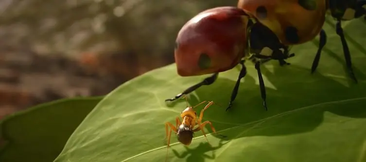 Microids publishing Empire of the Ants strategy game based on Bernard Werber's book series