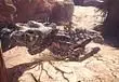 Monster Hunter: World Autumn Harvest Ticket 
