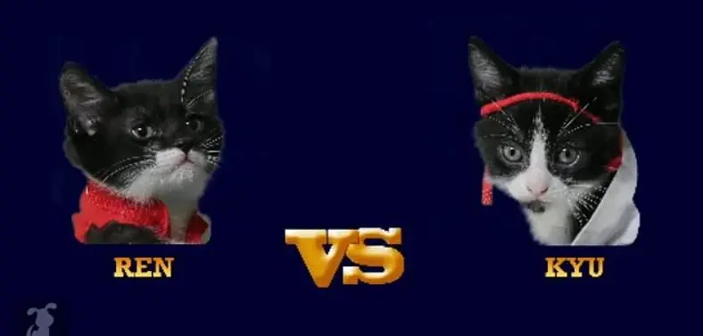 Cat Fighter II isn't a real game, but you'll wish it was