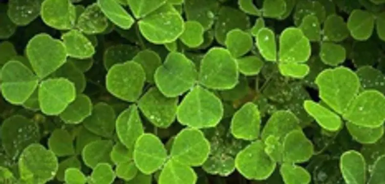 Square Enix spotted with 'Clover E@rth' trademark in Japan